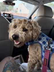Reunited Male Dog last seen Rainbow and Gowan , Las Vegas, NV 89108