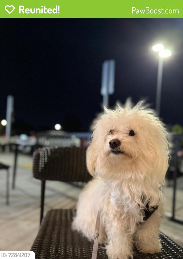 Reunited Female Dog last seen Derby street Daly city, Daly City, CA 94015