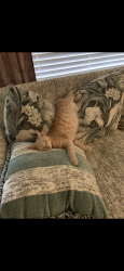 Lost Male Cat last seen Ponderosa, Reynold, leghorn, Grant-Valkaria, FL 32950