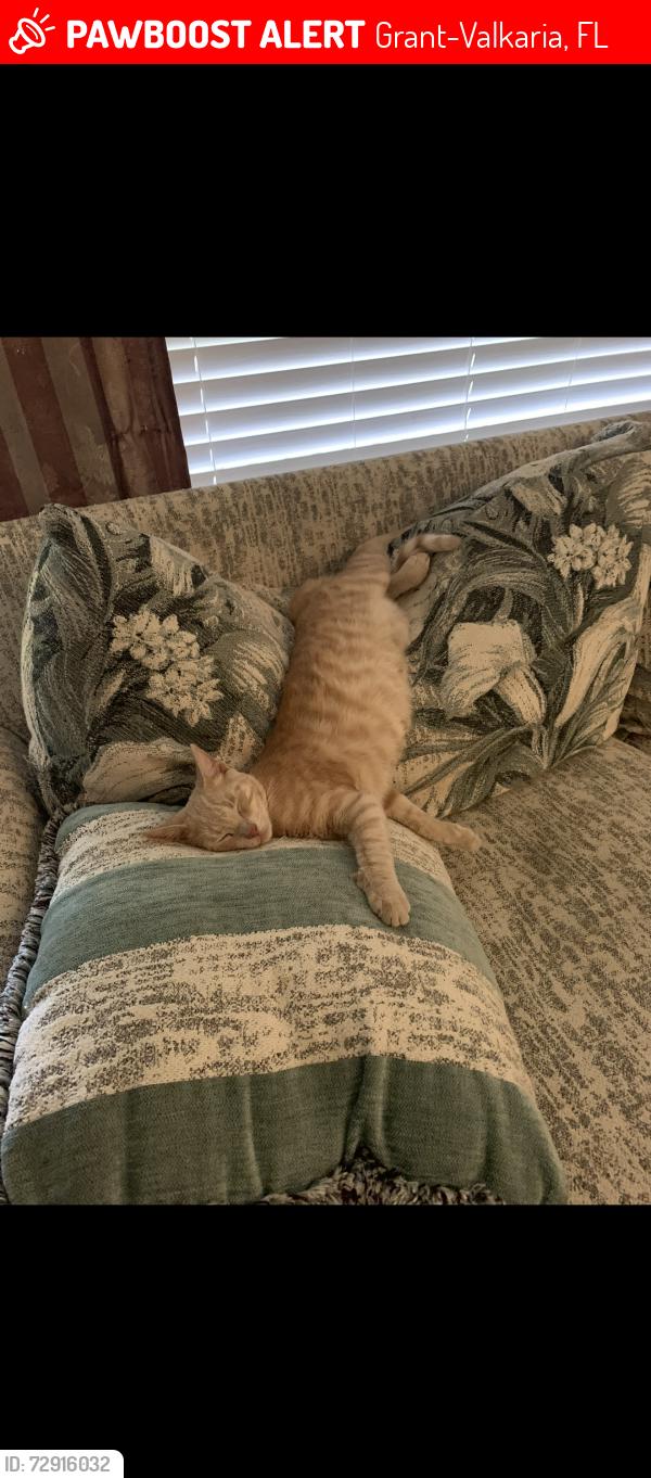 Lost Male Cat last seen Ponderosa, Reynold, leghorn, Grant-Valkaria, FL 32950