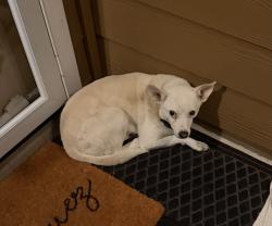 Reunited Male Dog last seen Bascum, San Antonio, TX 78221