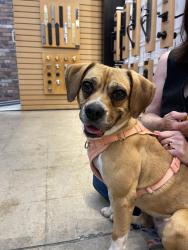 Found/Stray Female Dog last seen 25th and G street, San Diego, CA 92102