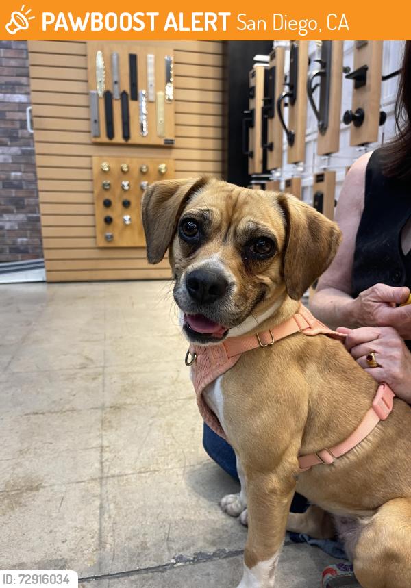 Found/Stray Female Dog last seen 25th and G street, San Diego, CA 92102