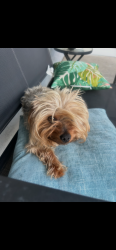 Reunited Male Dog last seen Reo court and Reo drive, San Diego, CA 92139