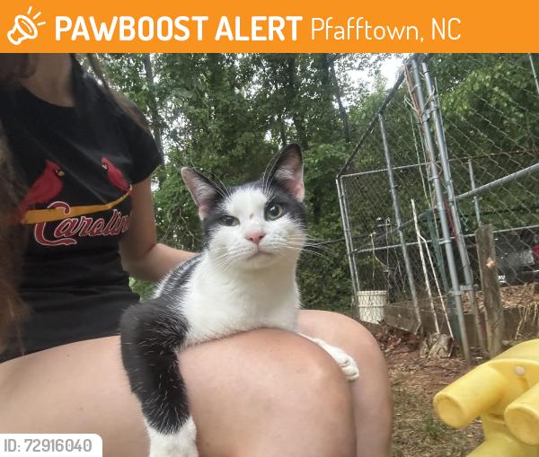 Found/Stray Unknown Cat last seen In my backyard , Pfafftown, NC 27040