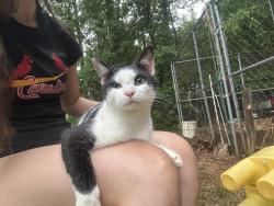 Found/Stray Unknown Cat last seen In my backyard , Pfafftown, NC 27040