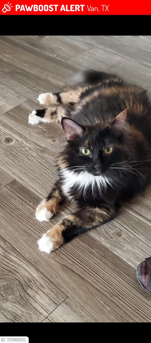Lost Female Cat last seen Love’s Gas Station, Van, TX 75790