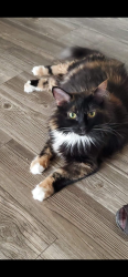 Lost Female Cat last seen Love’s Gas Station, Van, TX 75790