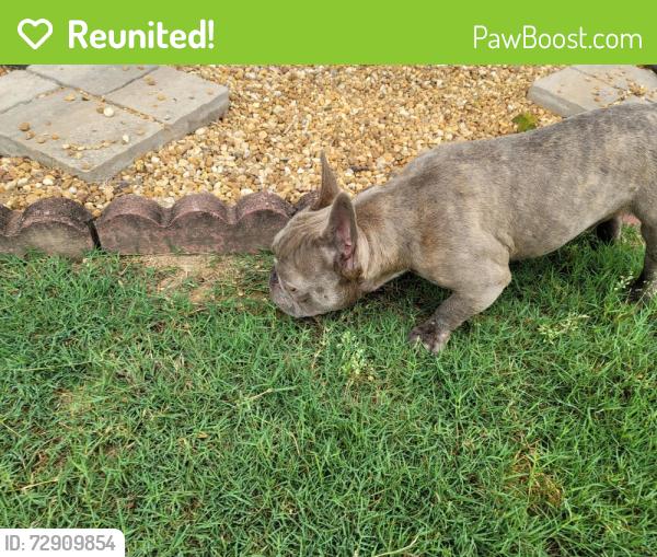 Reunited Male Dog last seen New McEver Park Drive, Acworth, GA 30144
