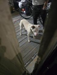 Found/Stray Female Dog last seen Peach street and 15th st by little ceasars, Midwest City, OK 73110