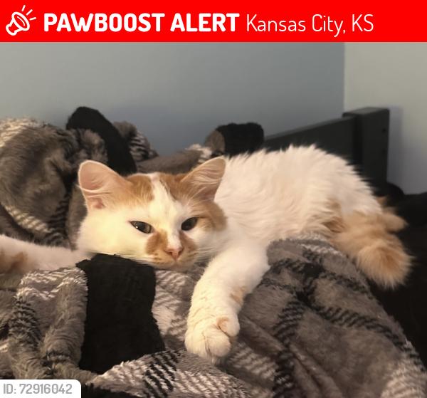 Lost Male Cat last seen Near N 47th St Kansas City, KS 66104 United States, Kansas City, KS 66104