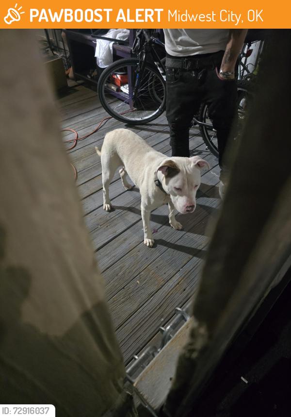Found/Stray Female Dog last seen Peach street and 15th st by little ceasars, Midwest City, OK 73110