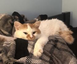 Lost Male Cat last seen Near N 47th St Kansas City, KS 66104 United States, Kansas City, KS 66104