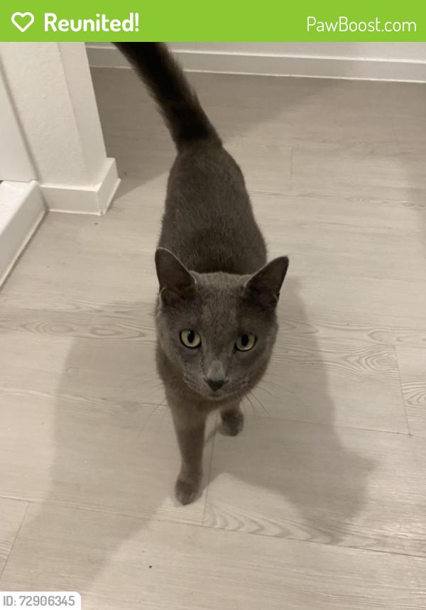 Reunited Male Cat last seen Research Forest & Lakeside Boulevard (Parking garage), The Woodlands, TX 77381