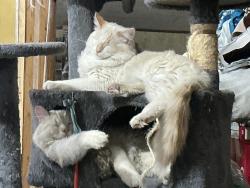Lost Male Cat last seen Near w 3800so , West Valley City, UT 84119
