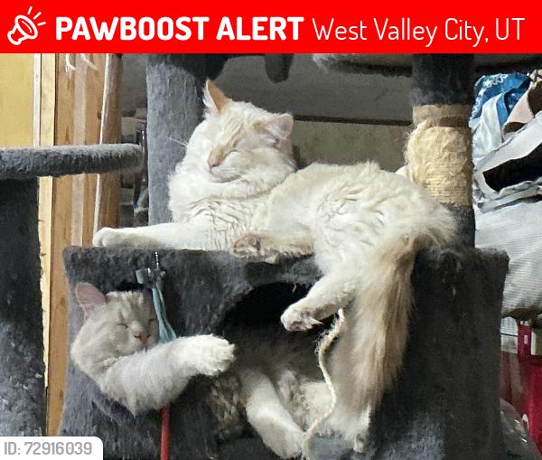 Lost Male Cat last seen Near w 3800so , West Valley City, UT 84119