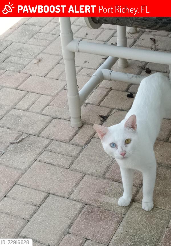 Lost Male Cat last seen Hunt Club Ln & Blackstone Dr , Port Richey, FL 34668