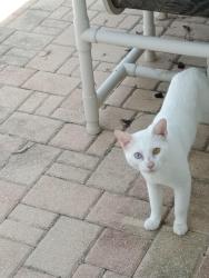 Lost Male Cat last seen Hunt Club Ln & Blackstone Dr , Port Richey, FL 34668