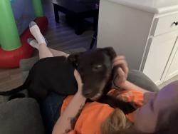 Lost Female Dog last seen Hooper road Wichita Falls Texas, Wichita Falls, TX 76306