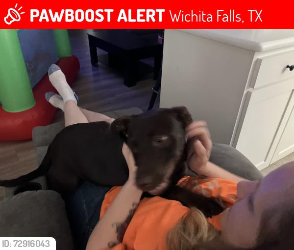 Lost Female Dog last seen Hooper road Wichita Falls Texas, Wichita Falls, TX 76306