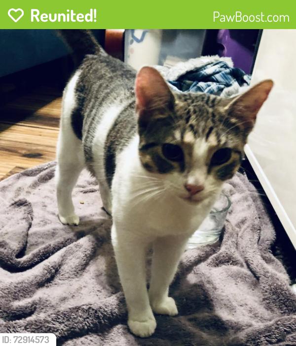 Reunited Female Cat last seen On Market Street near Rogers Street, Clarkston, GA 30021