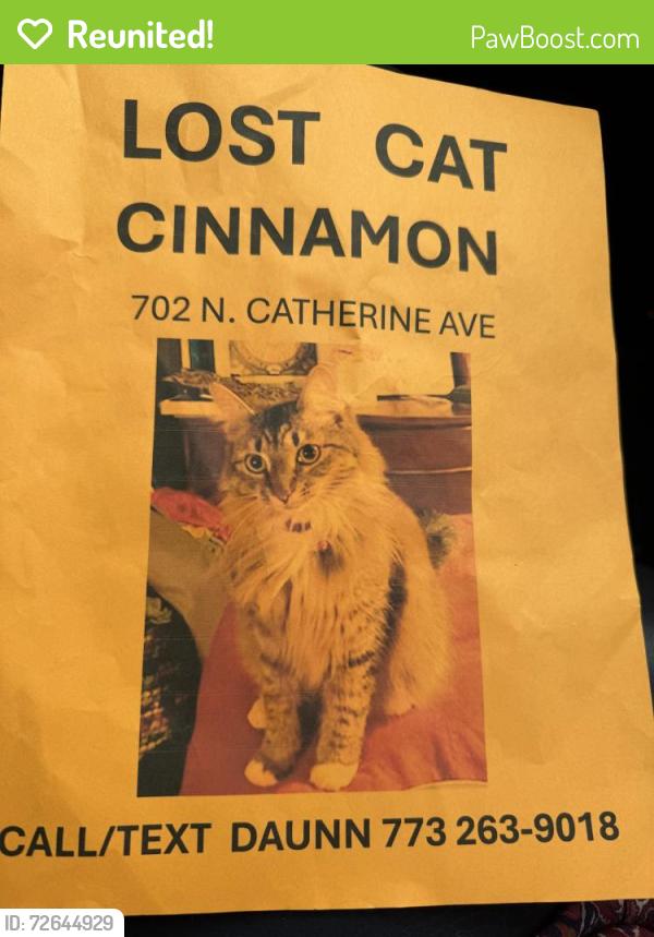 Reunited Female Cat last seen North Harding and Kensington , La Grange Park, IL 60526
