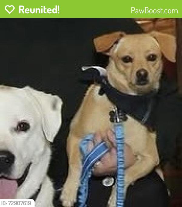 Reunited Male Dog last seen Leaning oaks st and Tioga, Dallas, TX 75241