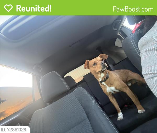 Reunited Male Dog last seen el segundo , Hawthorne, CA 90250