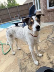 Reunited Male Dog last seen Eisenhower and frankford , Carrollton, TX 75007