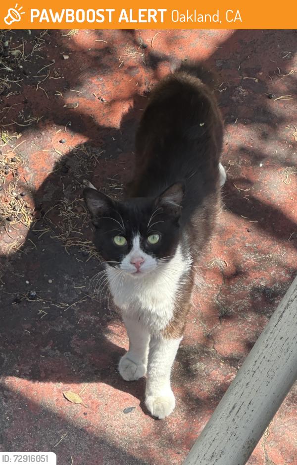 Found/Stray Unknown Cat last seen Ivy Dr & East 23rd St, Oakland, CA 94606