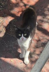 Found/Stray Unknown Cat last seen Ivy Dr & East 23rd St, Oakland, CA 94606