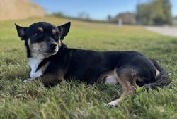 Lost Male Dog last seen Rude Snow, Fort Worth, TX 76180
