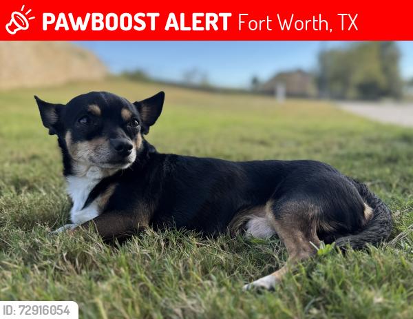 Lost Male Dog last seen Rude Snow, Fort Worth, TX 76180