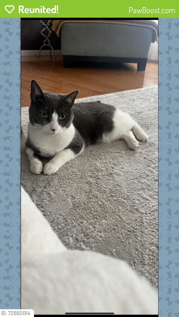 Reunited Female Cat last seen Carter Rd , Bethlehem, PA 18020