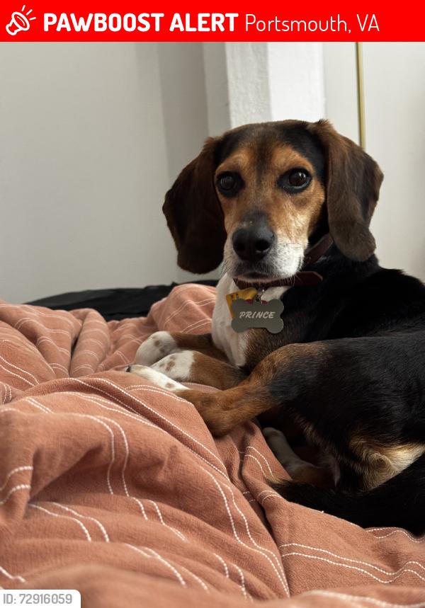 Lost Male Dog last seen Michael and carter, Portsmouth, VA 23703