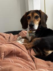 Lost Male Dog last seen Michael and carter, Portsmouth, VA 23703