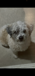 Found/Stray Female Dog last seen Exiting Yaamava casino, Highland, CA 92346