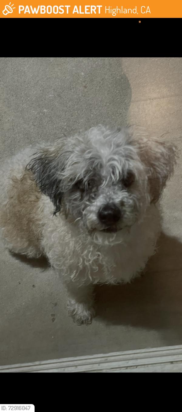 Found/Stray Female Dog last seen Exiting Yaamava casino, Highland, CA 92346