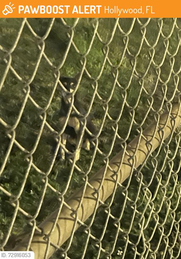 Found/Stray Unknown Dog last seen Inside the West Hollywood elementary gates , Hollywood, FL 33024