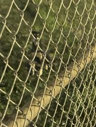 Found/Stray Unknown Dog last seen Inside the West Hollywood elementary gates , Hollywood, FL 33024