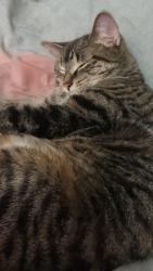 Reunited Female Cat last seen Limberlost and Ardsley, London, ON N6G 2C7