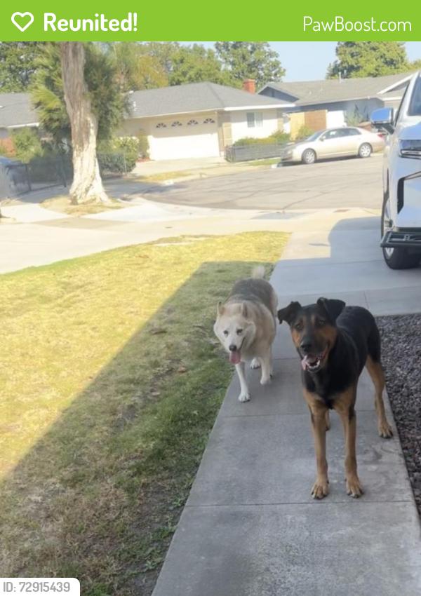 Reunited Male Dog last seen East & Ball, Anaheim, CA 92805