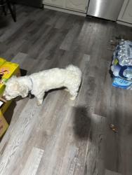 Found/Stray Male Dog last seen Ridgeview, Mesquite, TX 75149