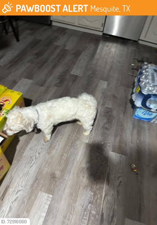 Found/Stray Male Dog last seen Ridgeview, Mesquite, TX 75149