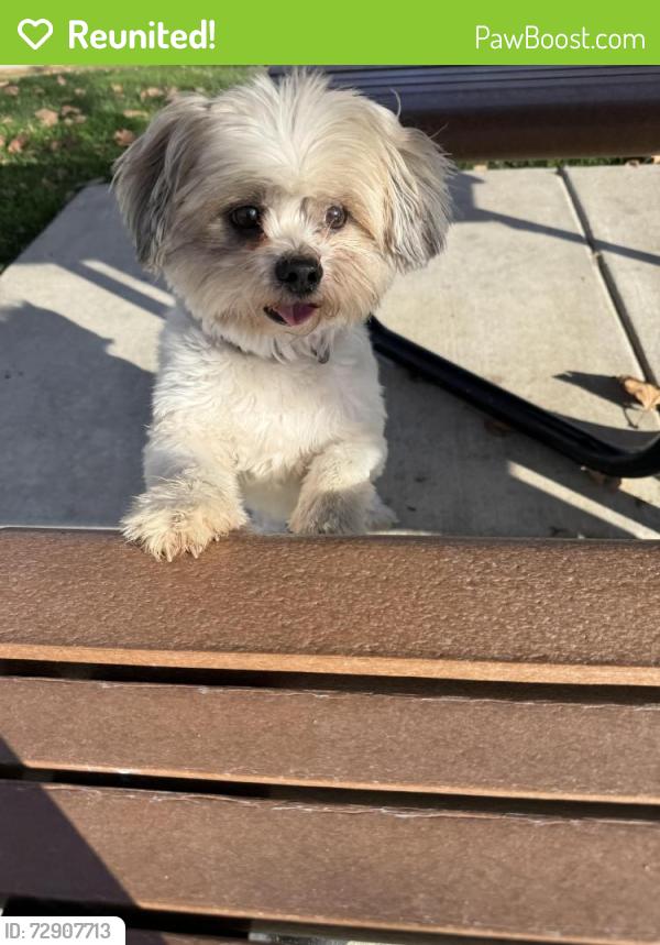 Reunited Male Dog last seen Moraga st , Mountain House, CA 95391