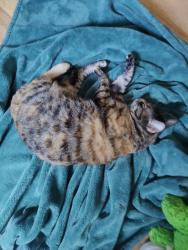 Lost Female Cat last seen Roxey, Garden Grove, CA 92843