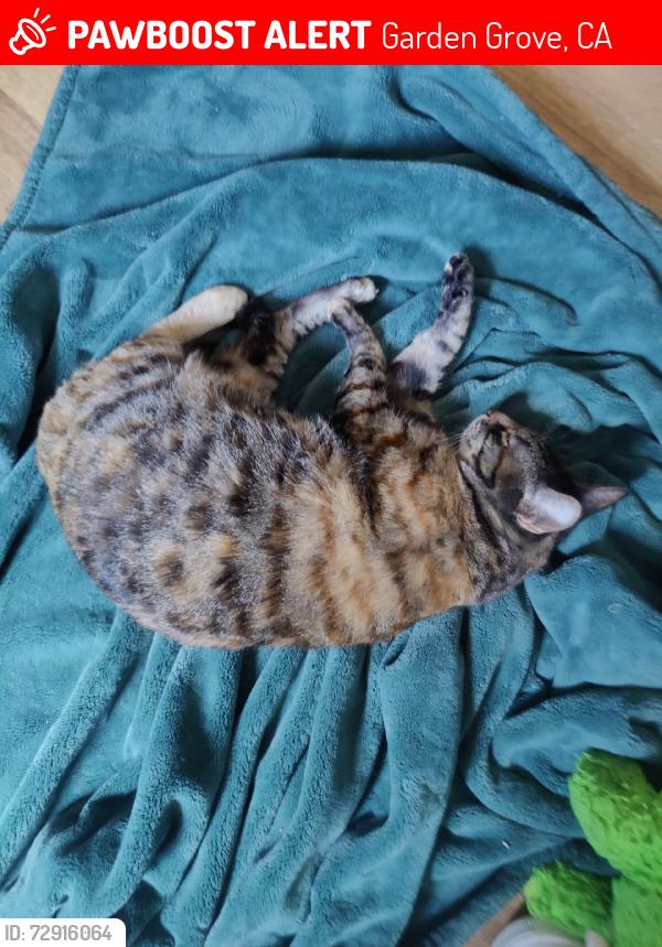 Lost Female Cat last seen Roxey, Garden Grove, CA 92843
