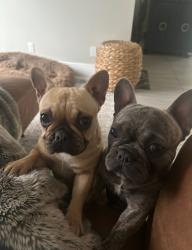 Reunited Female Dog last seen Near Crestline Ave, Fair Oaks, CA 95628, USA, Fair Oaks, CA 95628