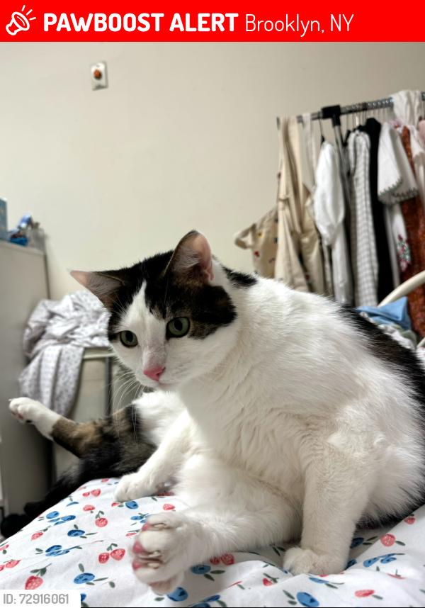 Lost Male Cat last seen Ave H train station , Brooklyn, NY 11230