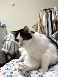 Lost Male Cat last seen Ave H train station , Brooklyn, NY 11230
